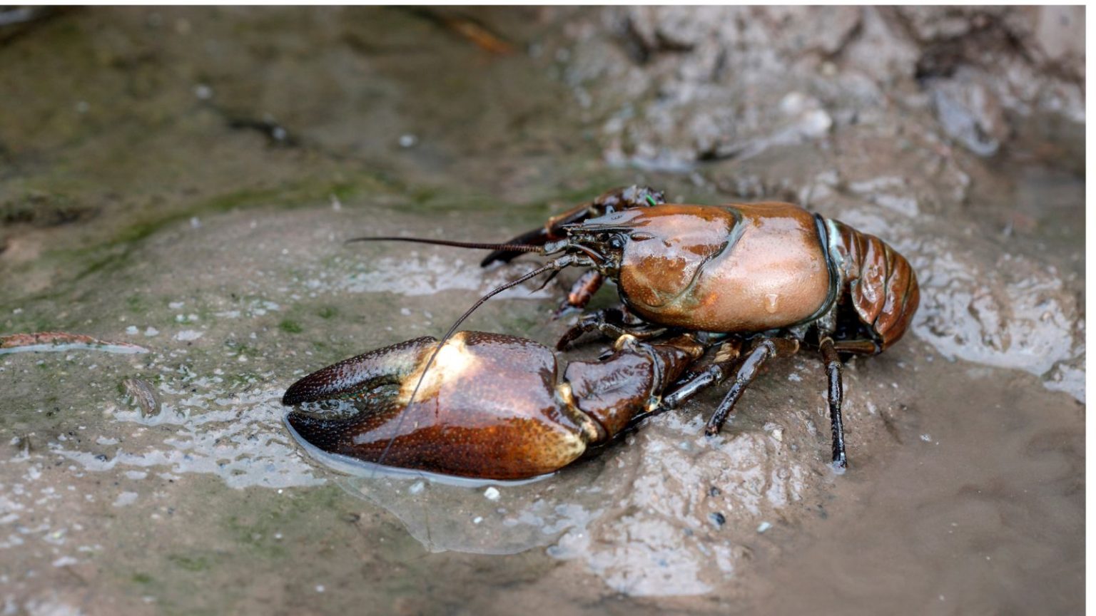 Beware Invasive Species Wreaking Havoc On British Ecosystems