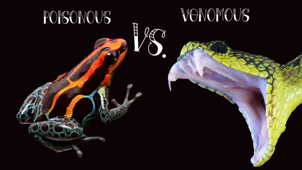 poisonous vs. venomous