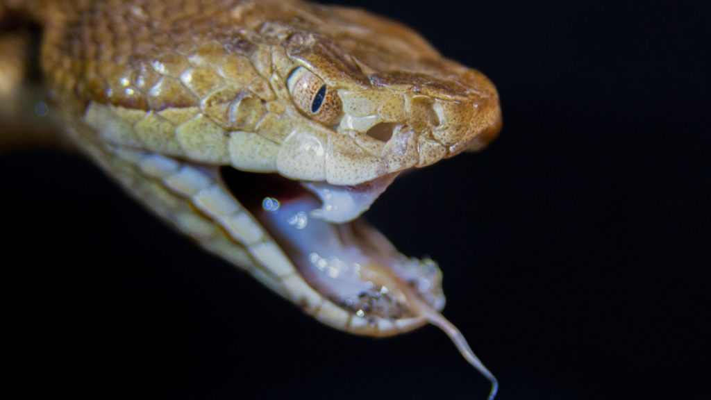 copperhead snake head