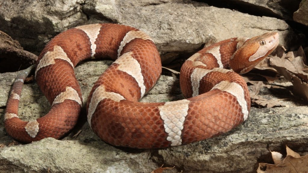 copperhead snake