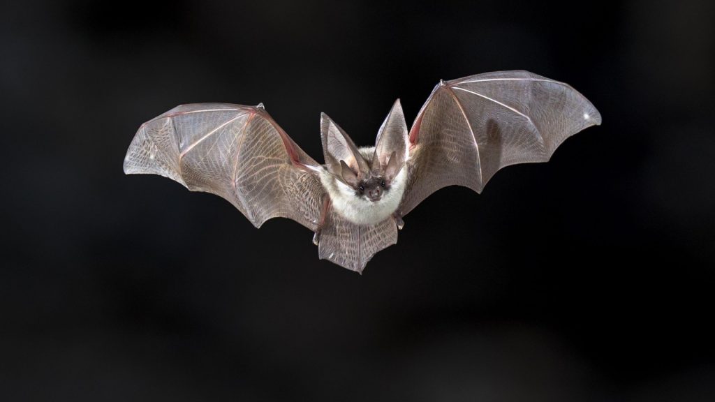 pipperelli bat in flight