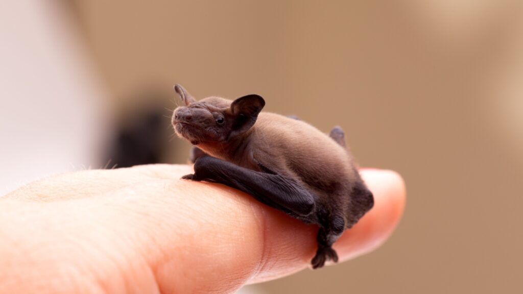 a tiny bat sitting on someone's finger