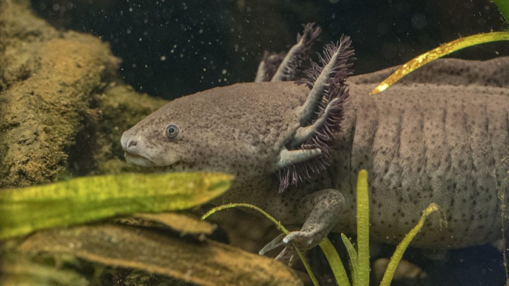 axolotl hunting