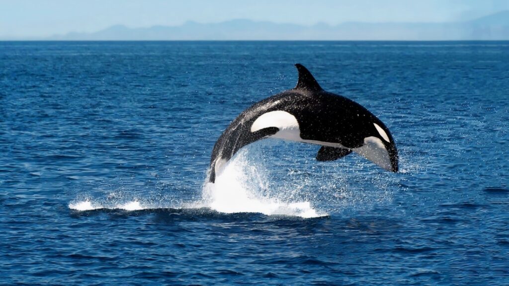 Orca leaping out of the water