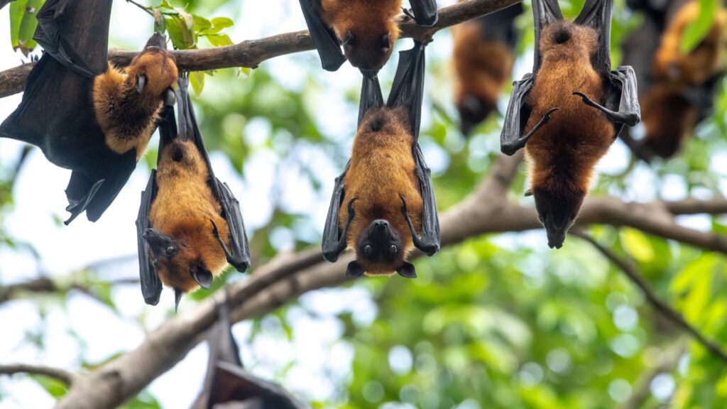 Fruit bats hanging in a tree