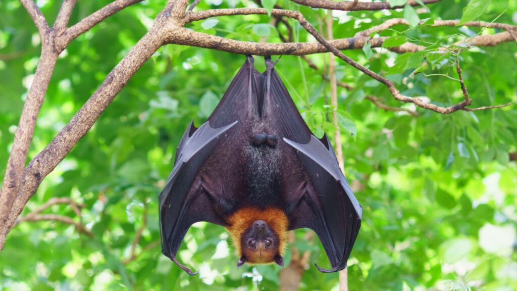 Fruit bat hanging with wings half spread.