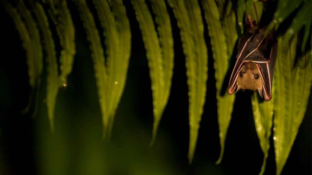 A cute little bat hanging upside down