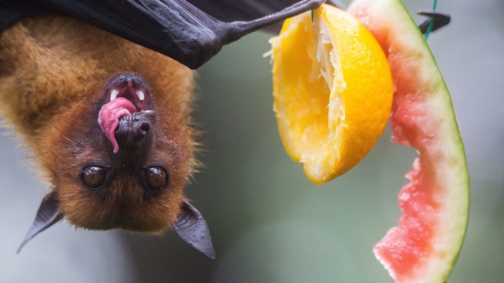 Fruit bat enjoying melon and lemon