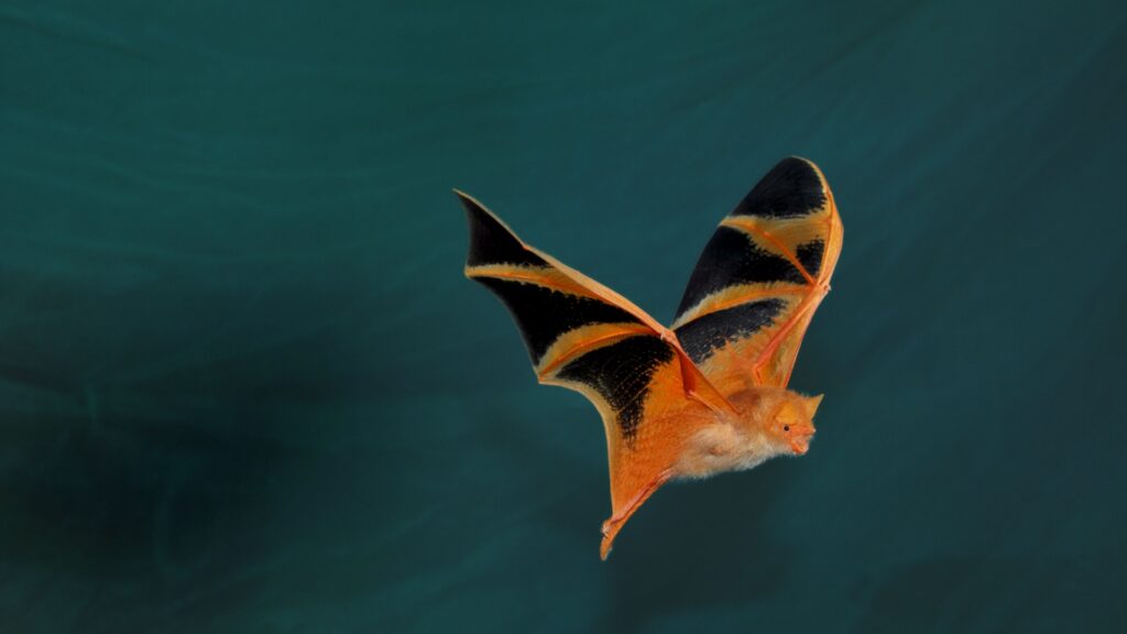 Bat in flight