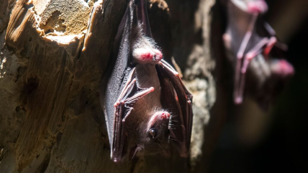 a cute bat hanging upside down.