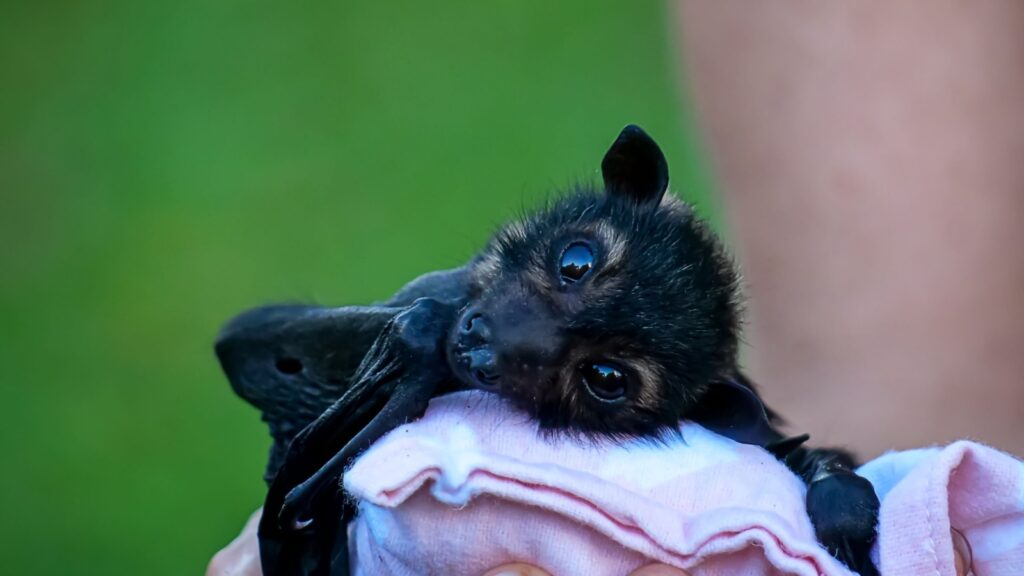 Baby bat