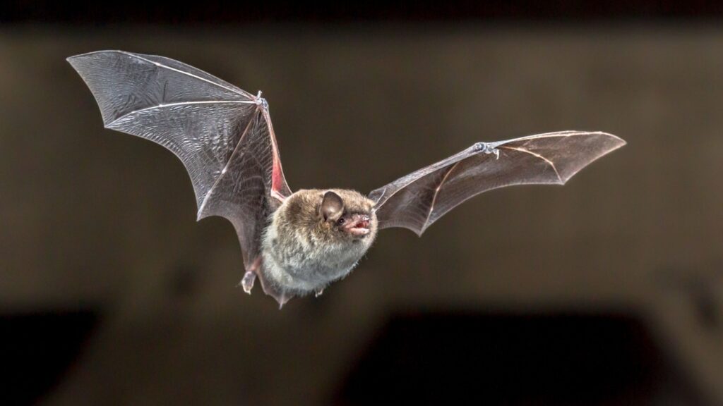 Bat in flight.