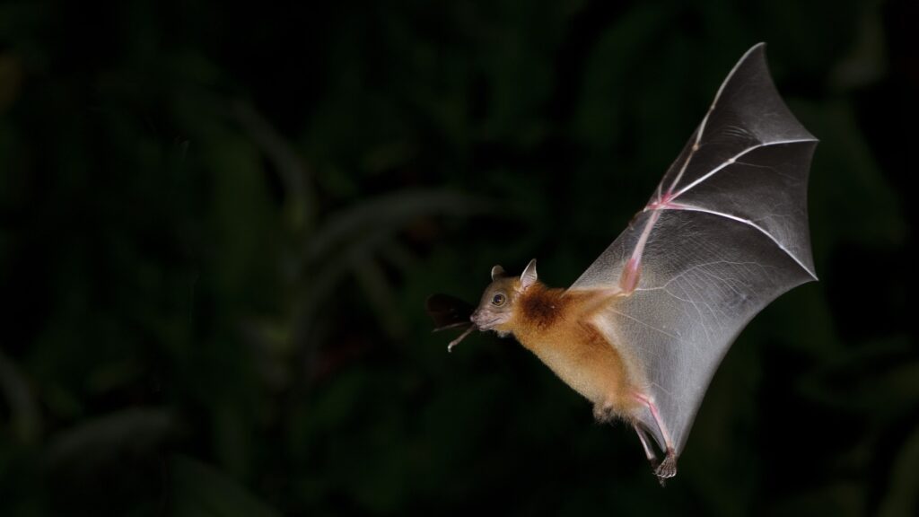 Bat in flight eating a moth.