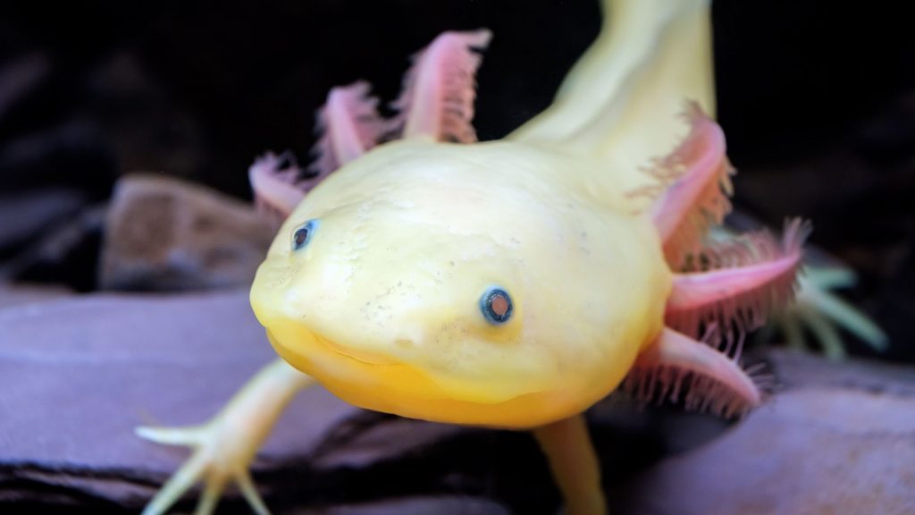 close up of a yellow axolotl with pink frills
