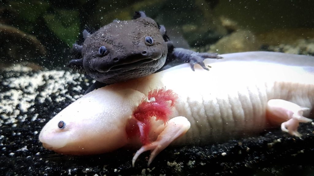 a pair of axolotl