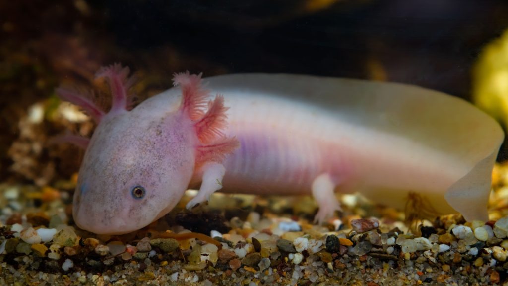 side view of an axolotl