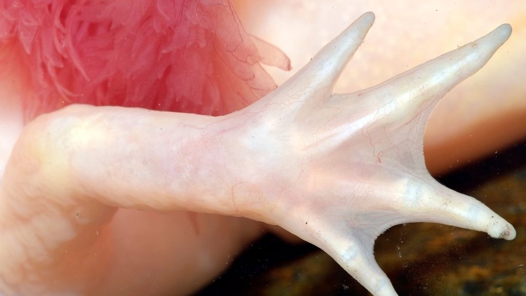 close up of an axolotl appendage