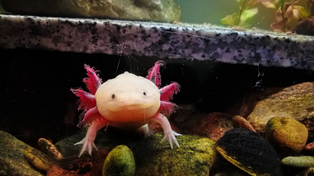 axolotl in a tank