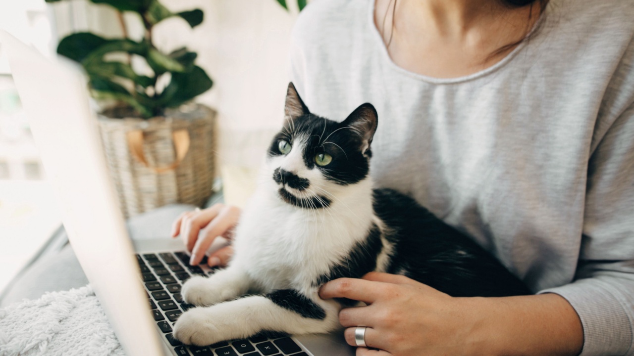cat sitting on a woman's lap with laptop