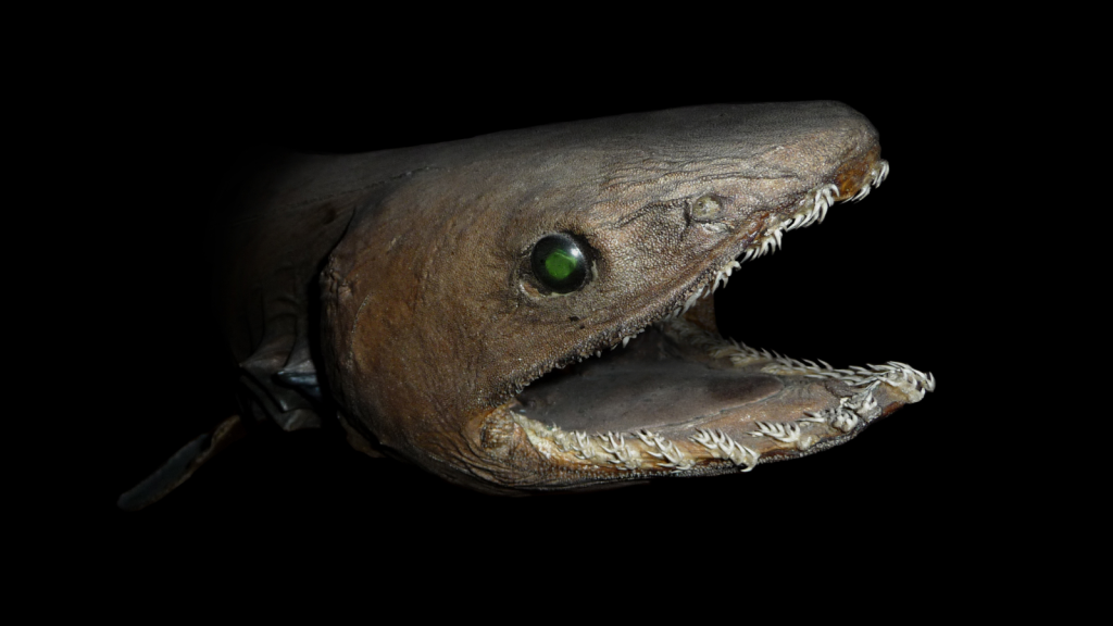 frilled shark