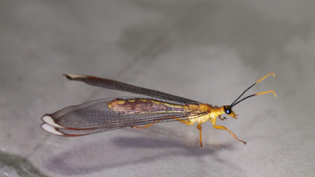 Giant Lacewing