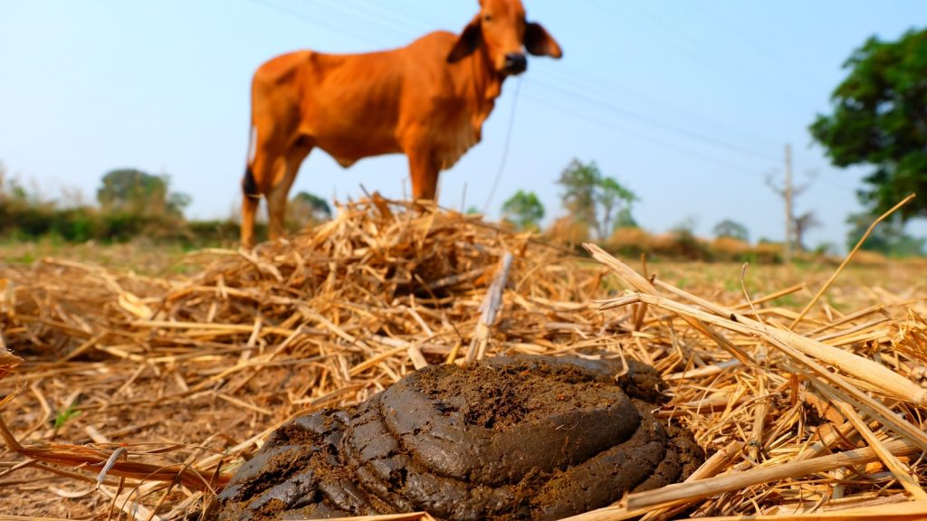 Cow Dung 