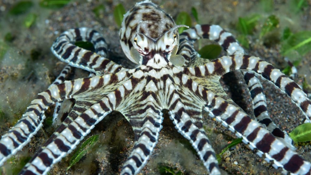 Incredible Underwater World - Mimic octopus - Thaumoctopus mimicus. Diving and underwater photography. Tulamben, Bali, Indonesia.