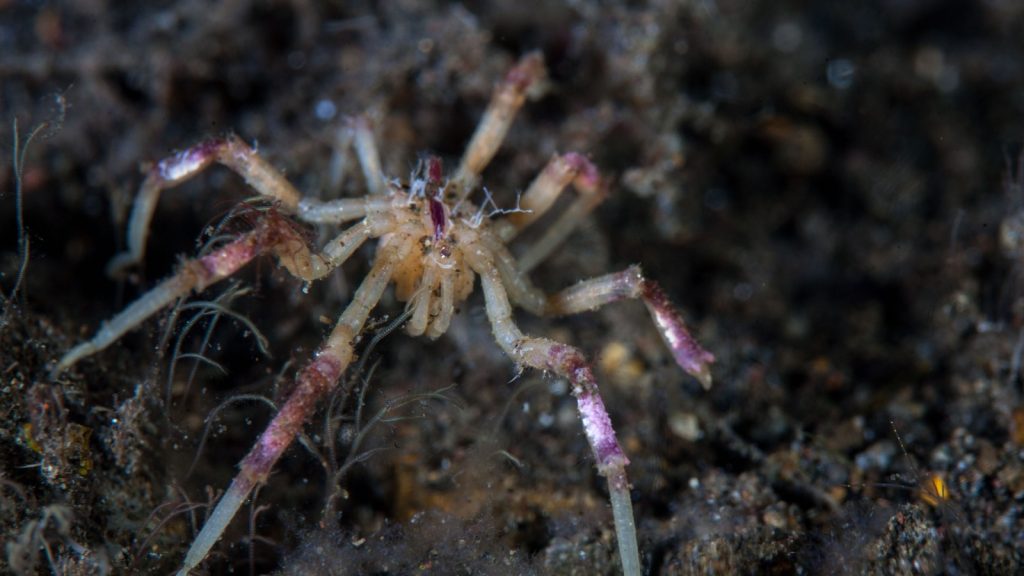 A colourful sea spider crawls over a black sand slope in Indonesia. Sea spiders are small predators of marine invertebrates.