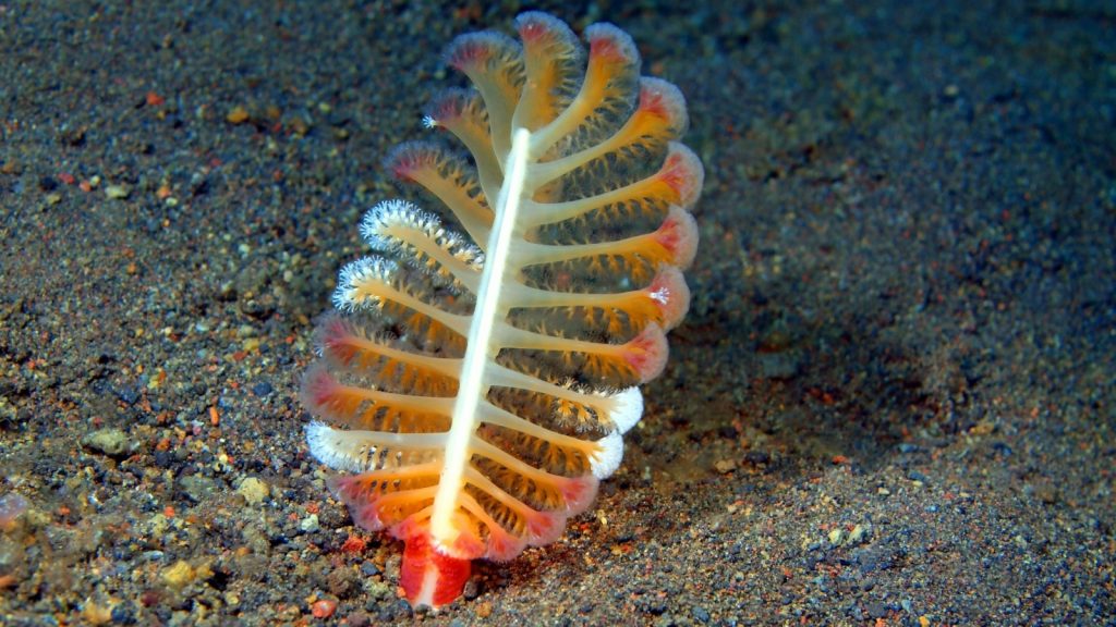 Sea pen, Island Bali, Tulamben, Indonesia