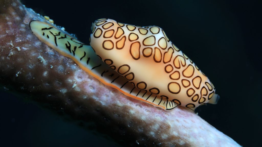 Flamingo tongue snail (Cyphoma gibbosum) underwater in the tropical Caribbean sea of Bonaire