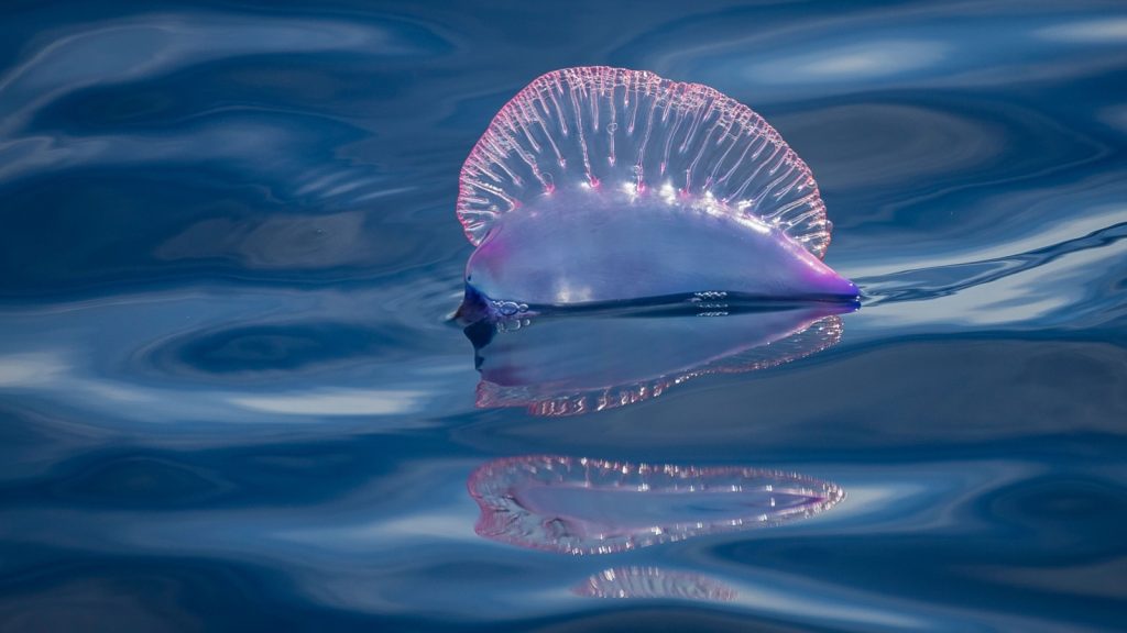 A Portuguese man-o-war, Physalia, floating motionless in the ocean surface. This siphonophore is a dangerous marine animal, that can sting painfully to careless swimmers or divers.