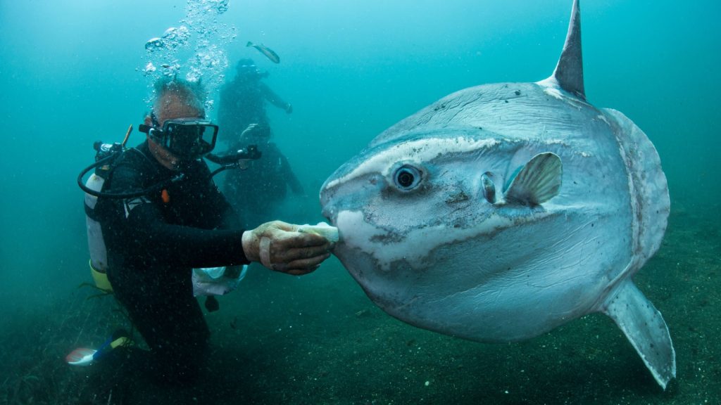 Ocean Sunfish Mola Mola Swimming Underwater