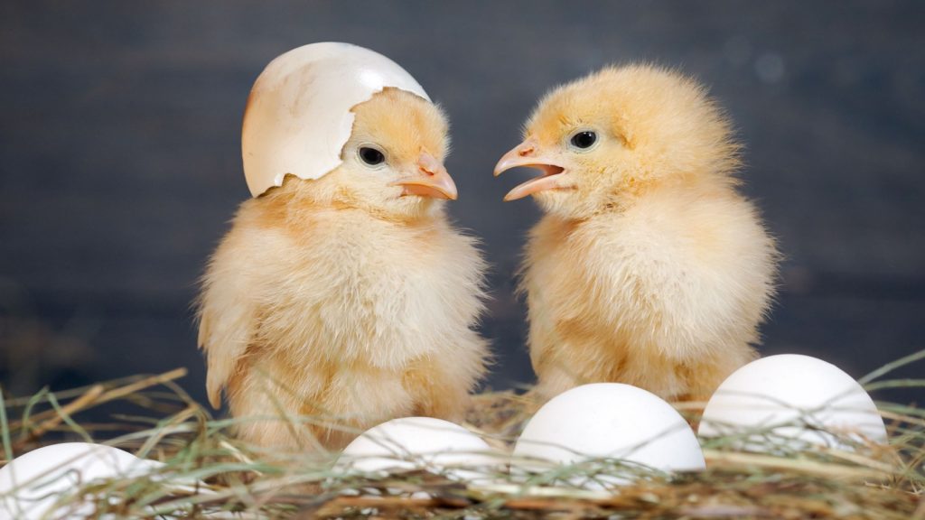 baby chickens communicating