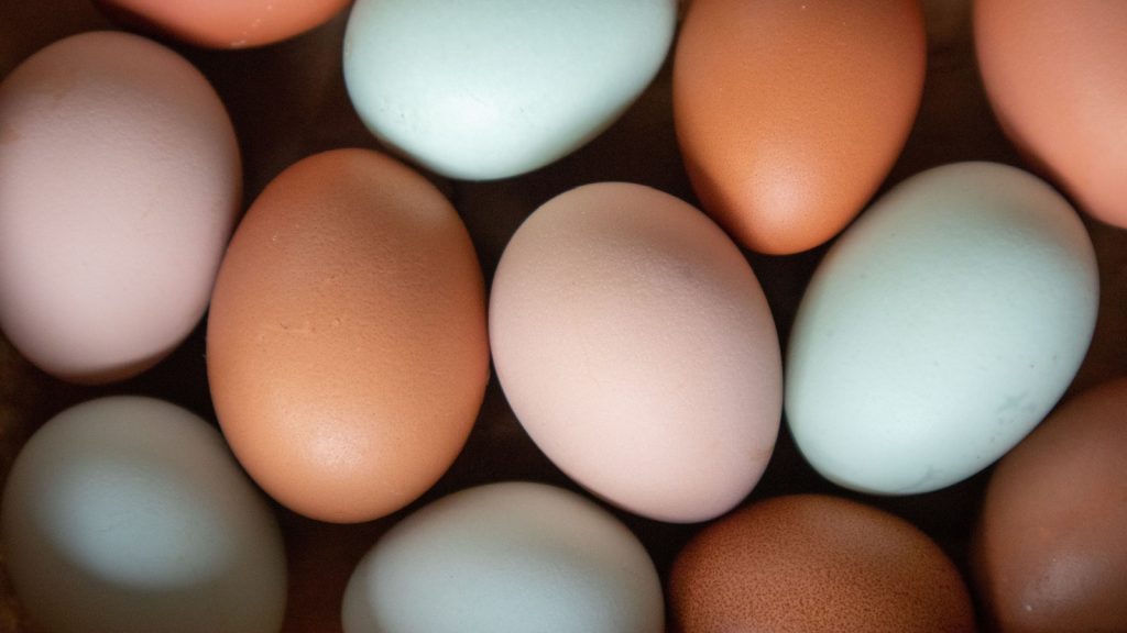 different colored chicken eggs