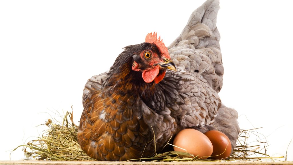 hen sitting with eggs