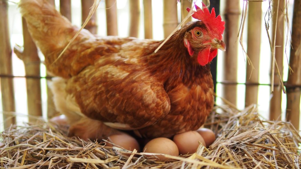 hen on her nest of eggs