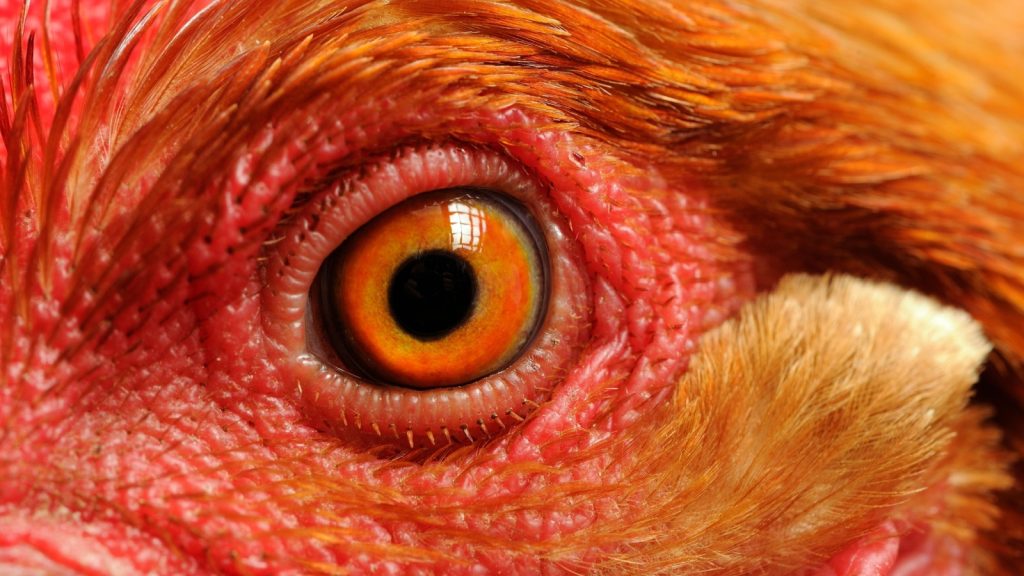 closeup of a chicken's eye