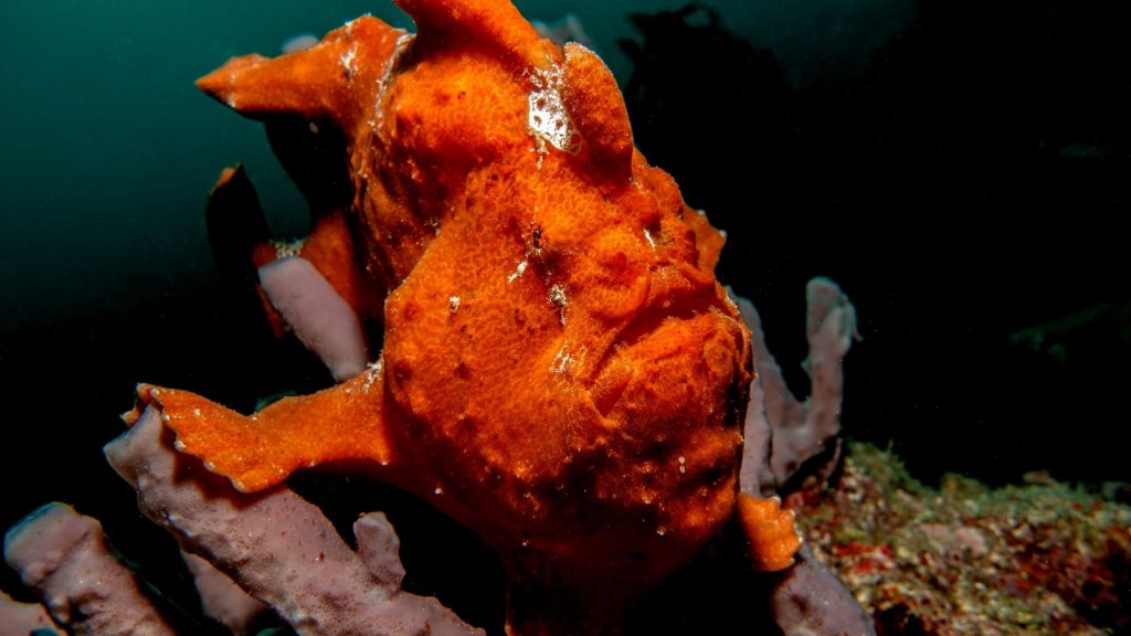 Orange Frogfish at Pulau Mabul, Malaysia