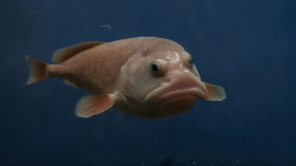 Blob Fish known as the world's ugliest deep sea creature