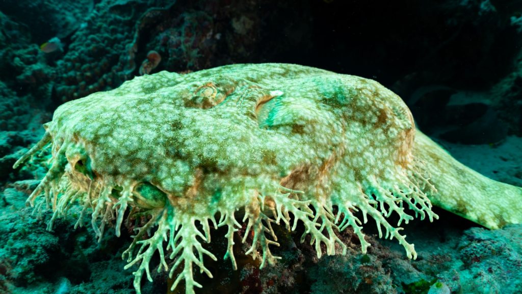 Wobbegong carpet shark