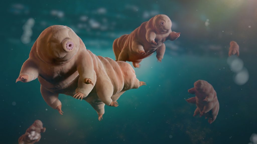 Tardigrade swiming