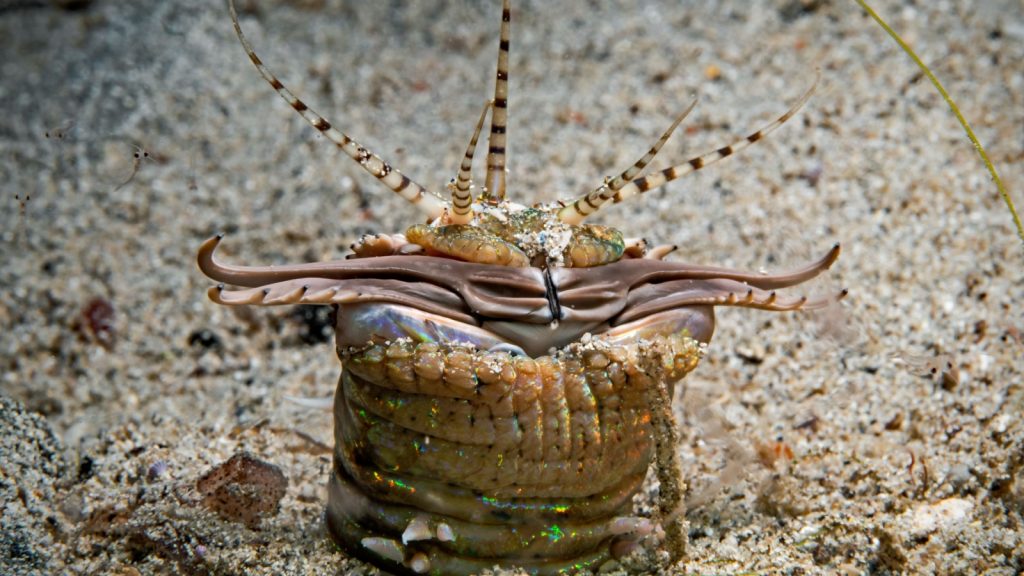 Bobbit Worm