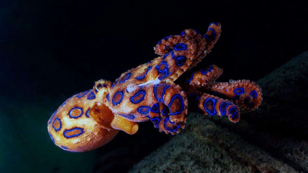 Dumbo Octopus is a critically endangered sea creature