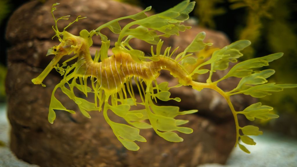 Leafy Seadragon Phycodurus eques or Glauert's seadragon marine fish underwater