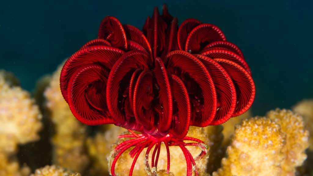 Feather Star