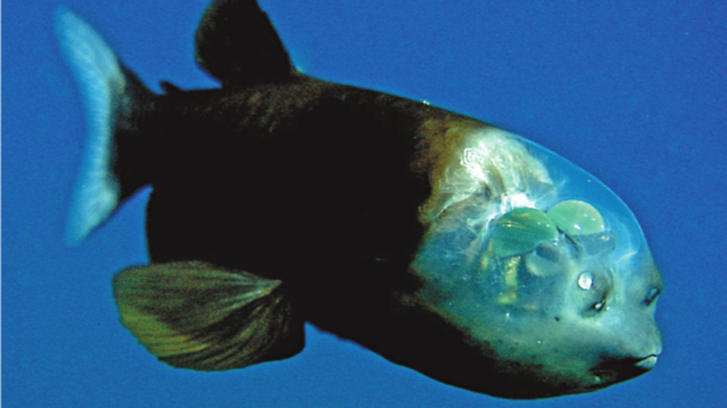 Macropinna microstoma, Barreleye fish