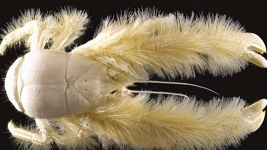 Caranguejo-Yeti. yeti crab