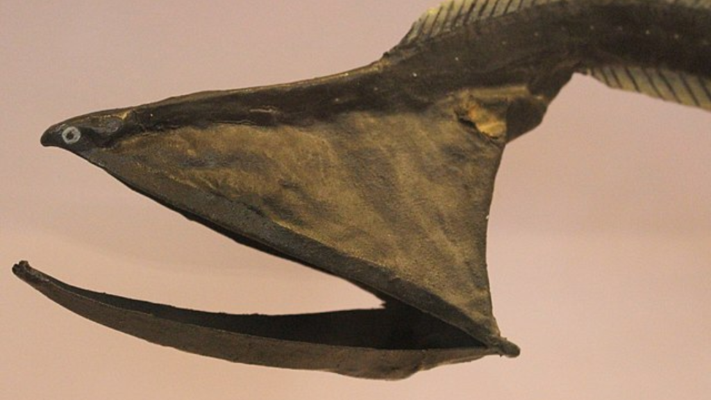 Pelican eel (Eurypharynx pelecanoides) model at the Natural History Museum in London, England.