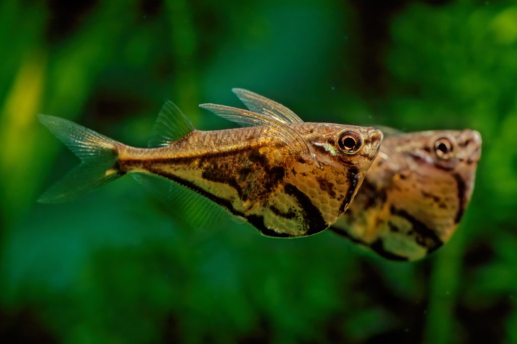 The marbled hatchetfish (Carnegiella strigata) is a small, normally 3.5 cm (1.4 in) in length, freshwater ray-finned fish native to South America.