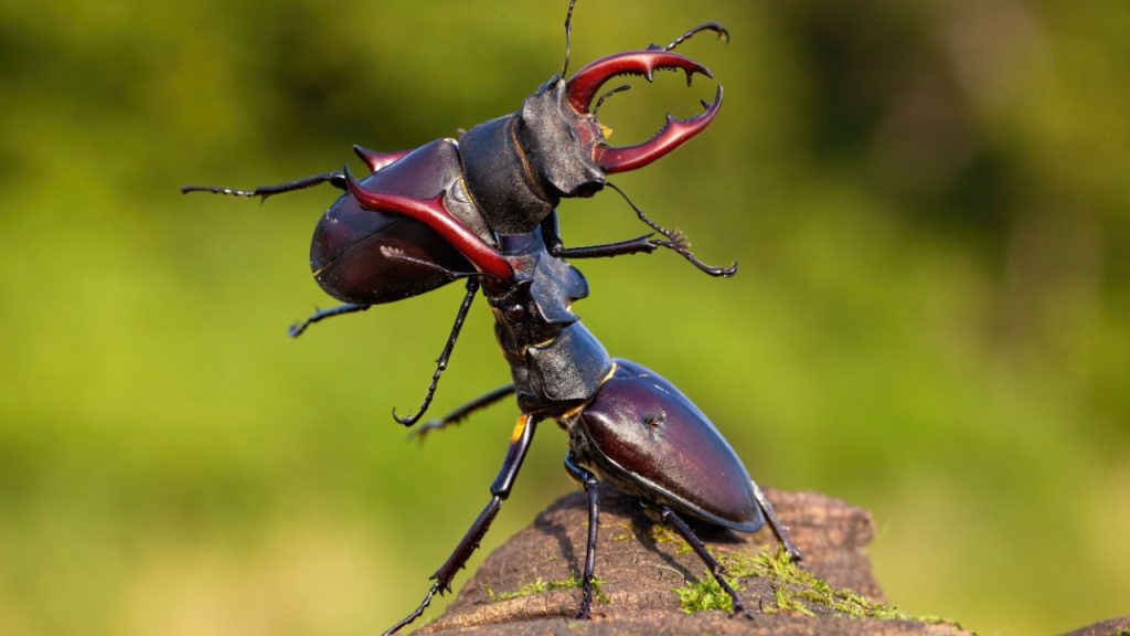 stag beetle fighting